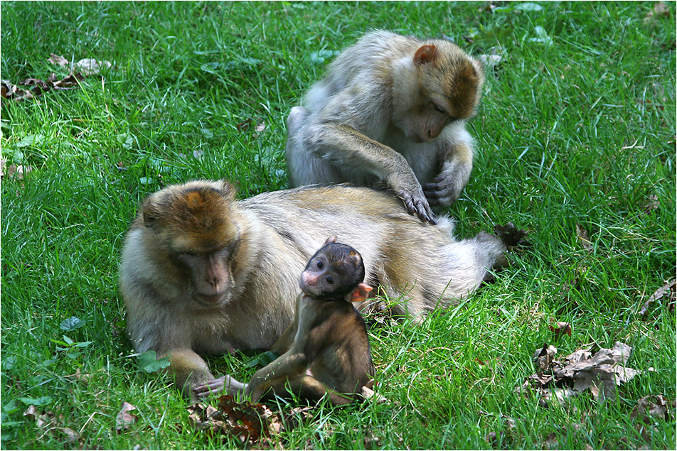 Familienbild bei Körperpflege