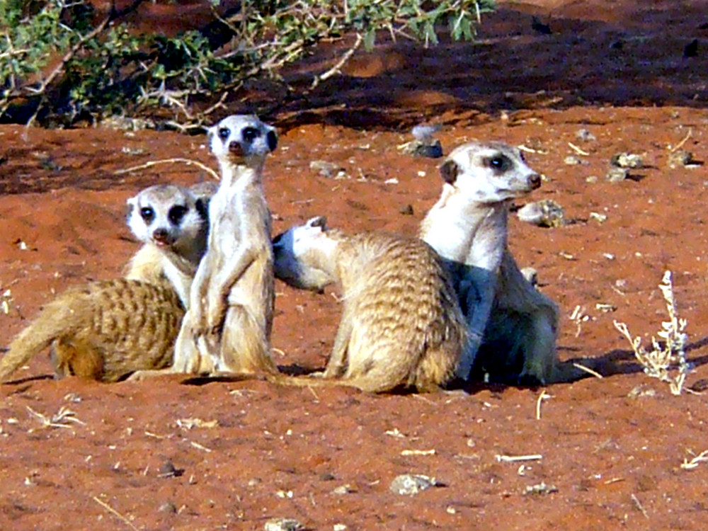 Familienbild Erdmännchen