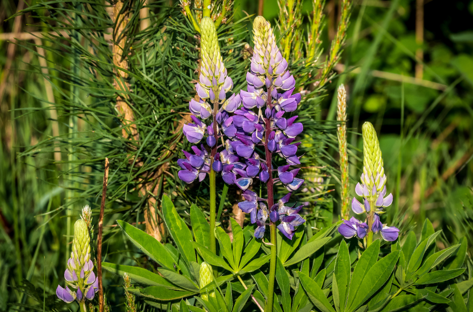 "FAMILIENBILD LUPINE"