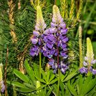 "FAMILIENBILD LUPINE"