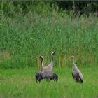 Familienbild mit Nachwuchs  I