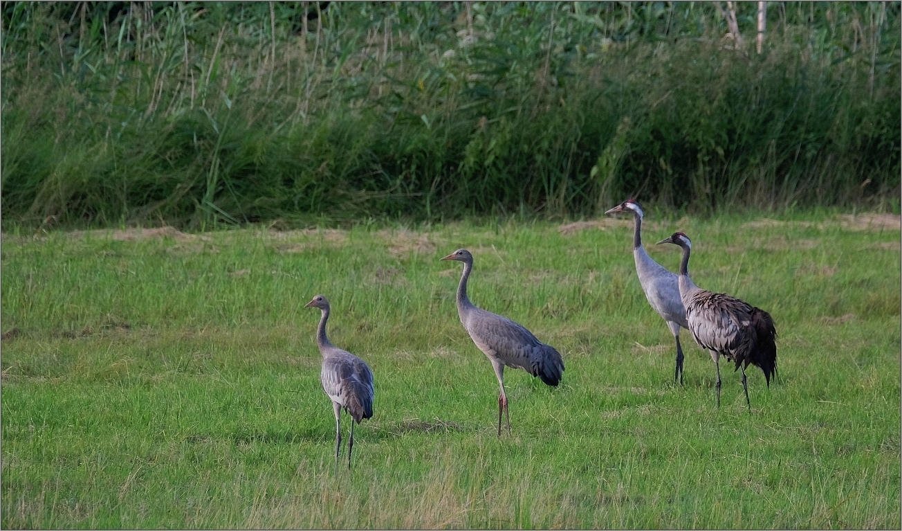 Familienbild mit Nachwuchs  II