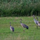 Familienbild mit Nachwuchs  II