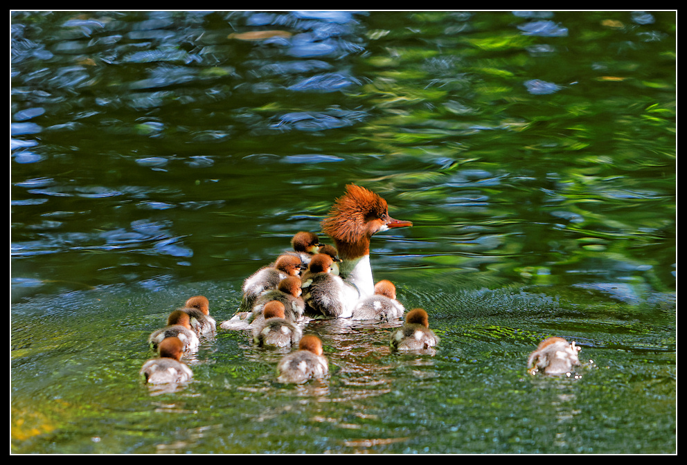 Familienbus :: wegschwimmern 6/6