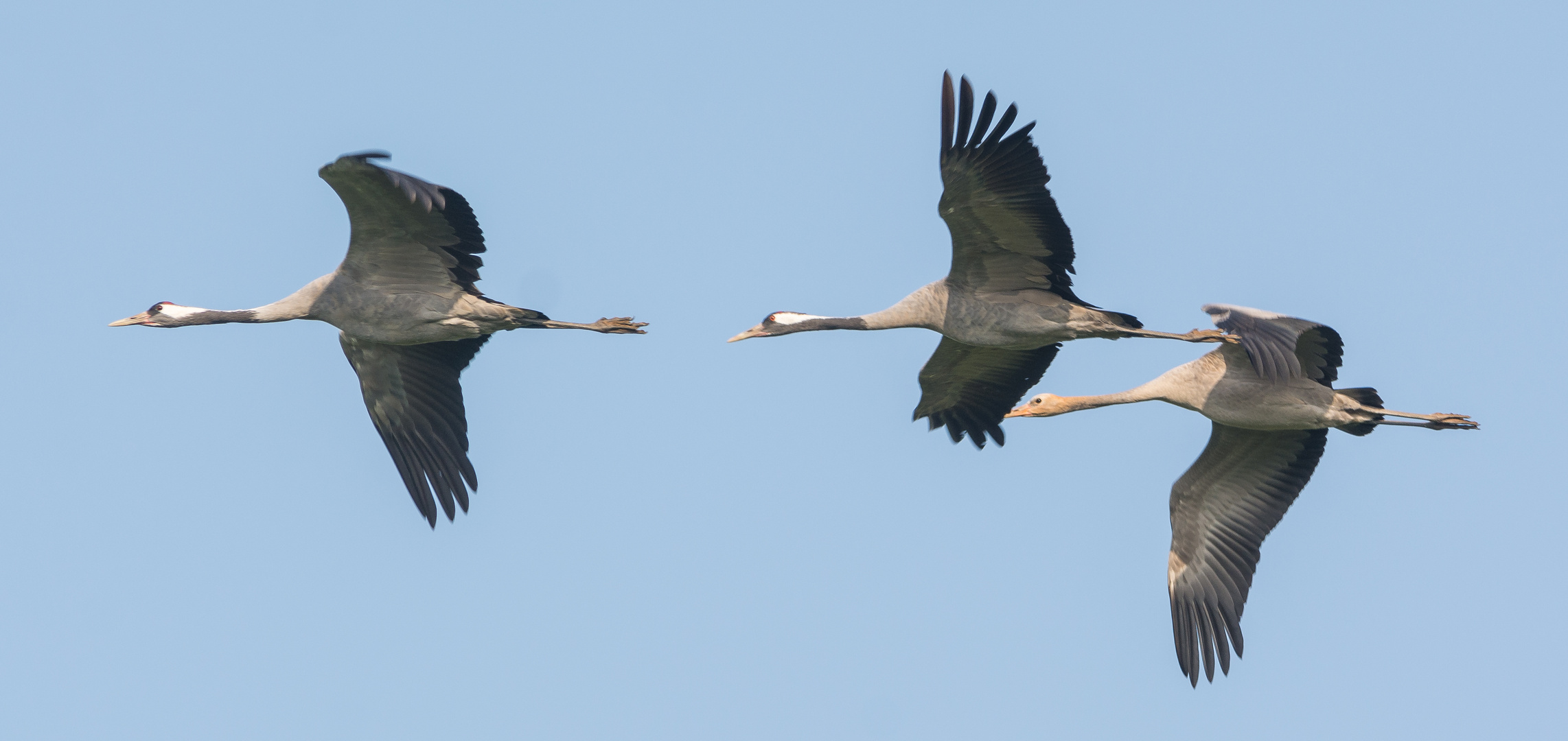 Familienflug