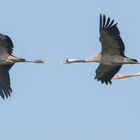 Familienflug