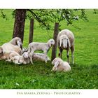 Familienfoto