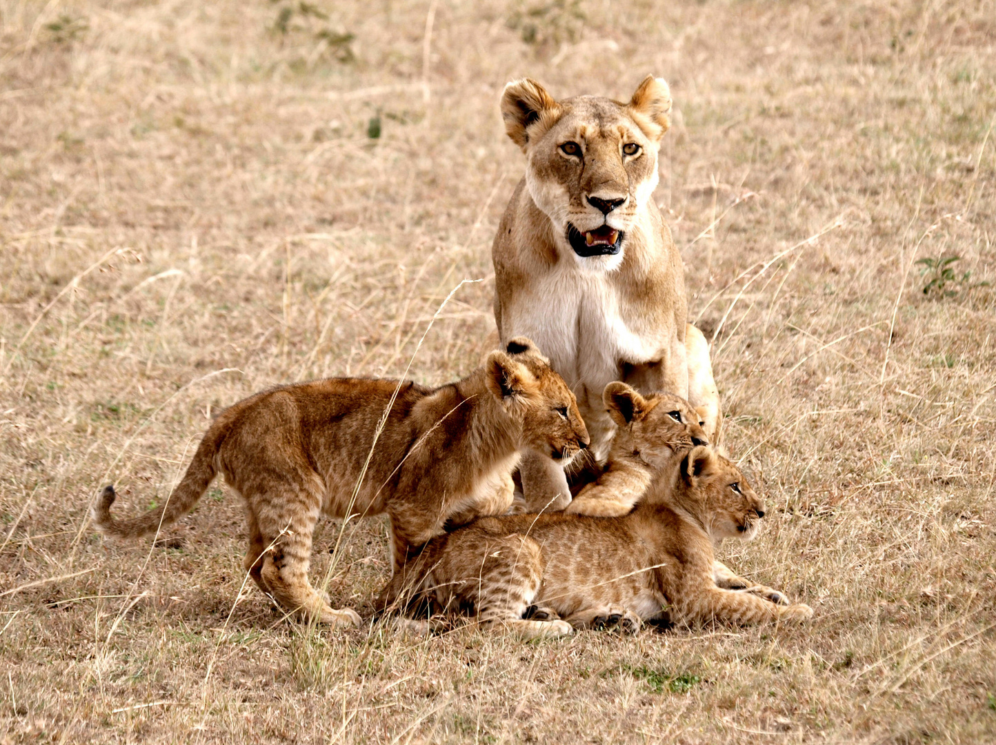 Familienfoto...