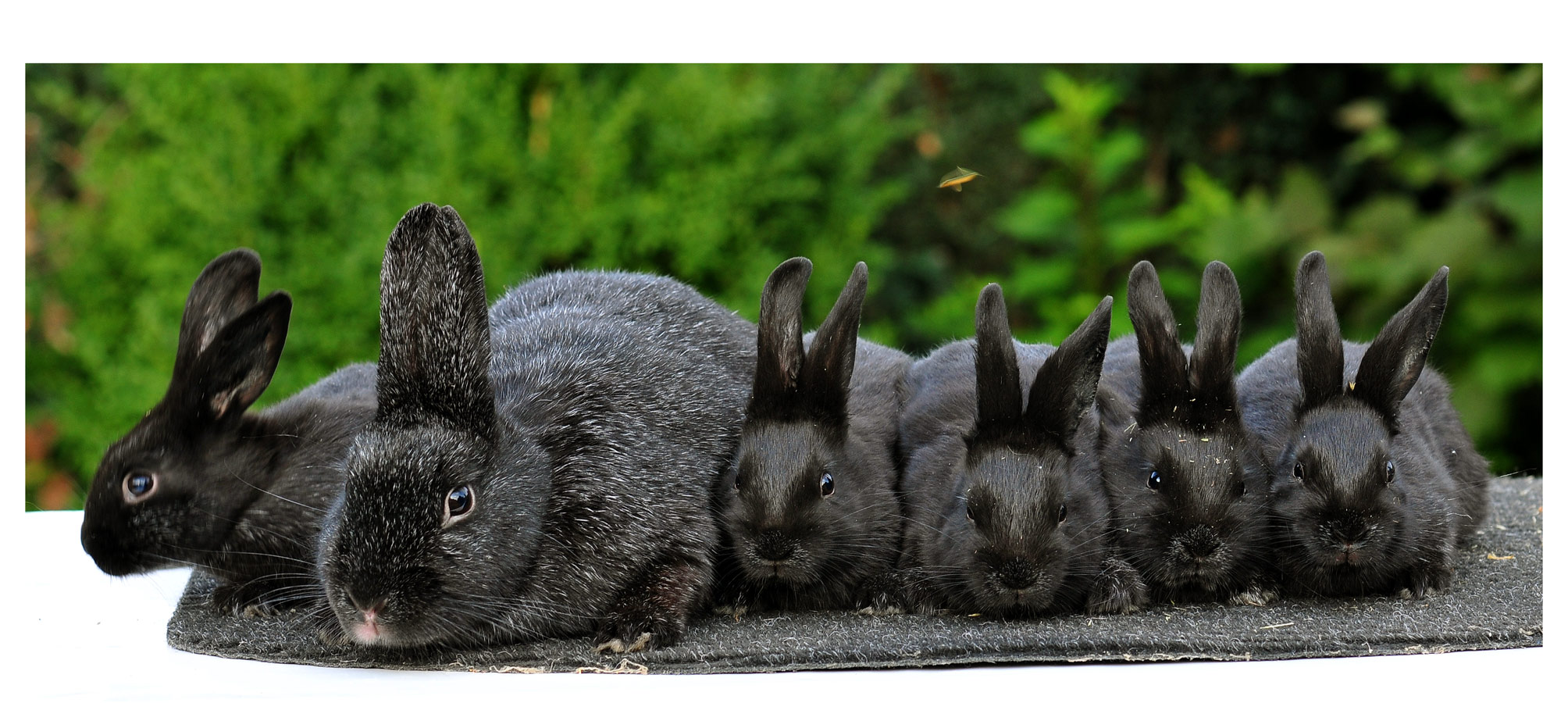 Familienfoto