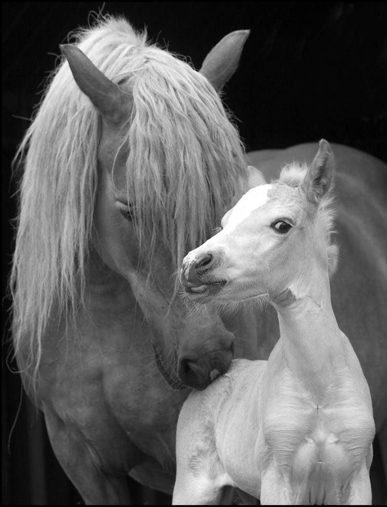 Familienfoto