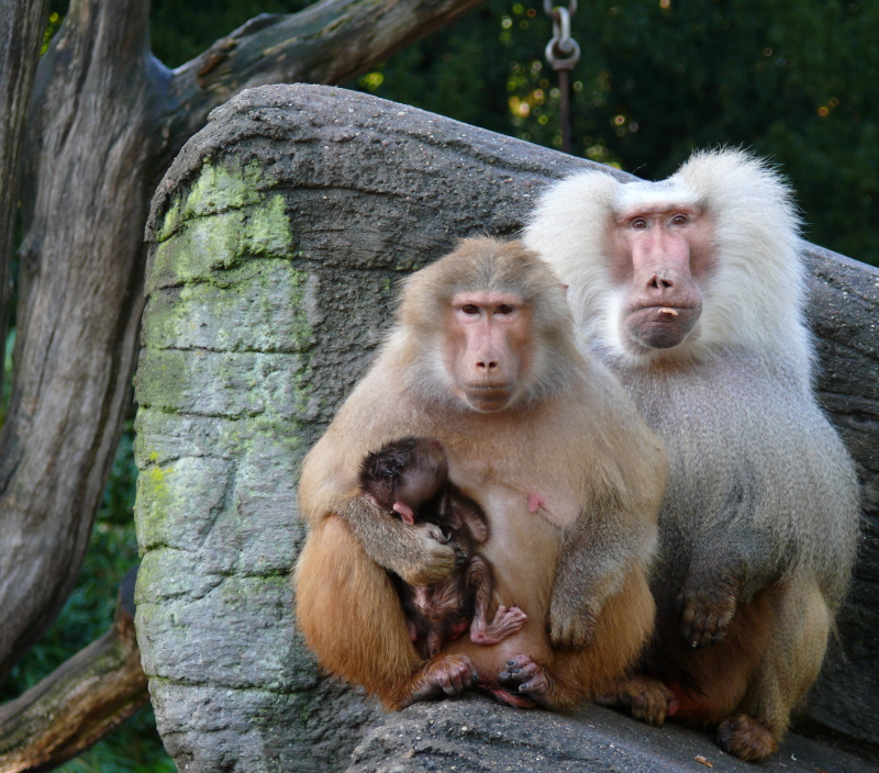 Familienfoto