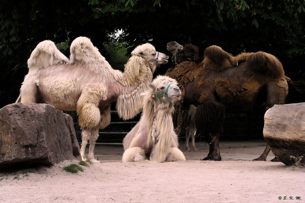 Familienfoto