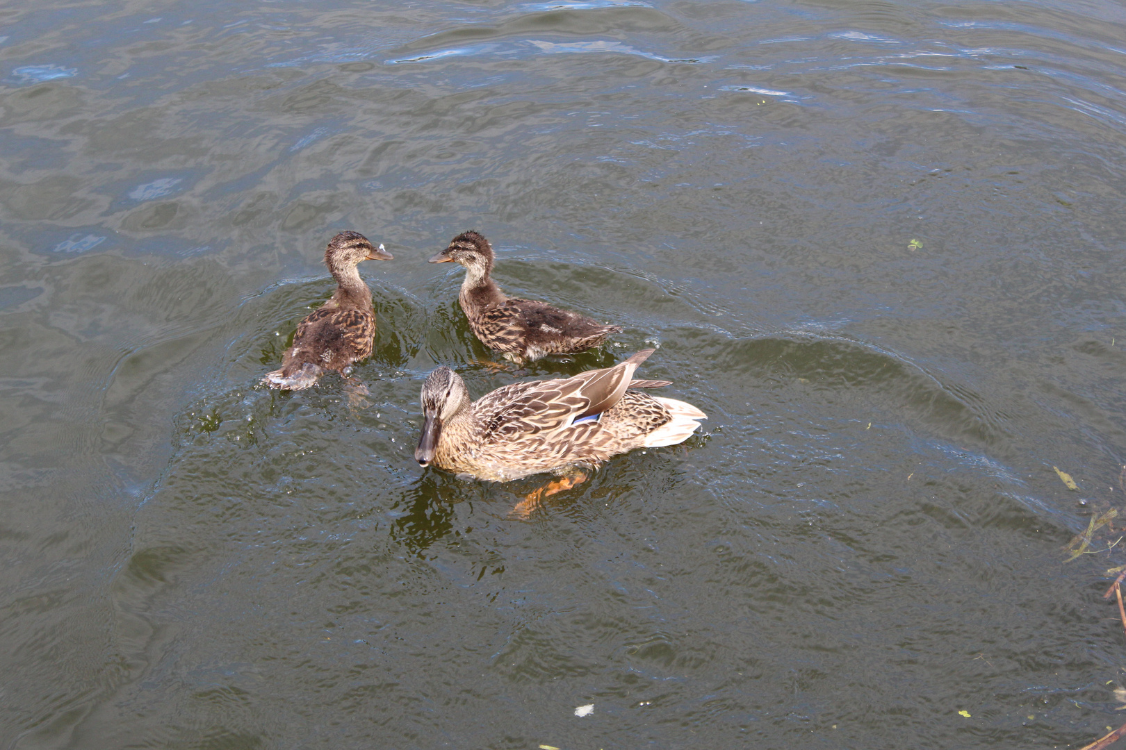 Familienfoto