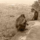 Familienfoto am Sigiriya