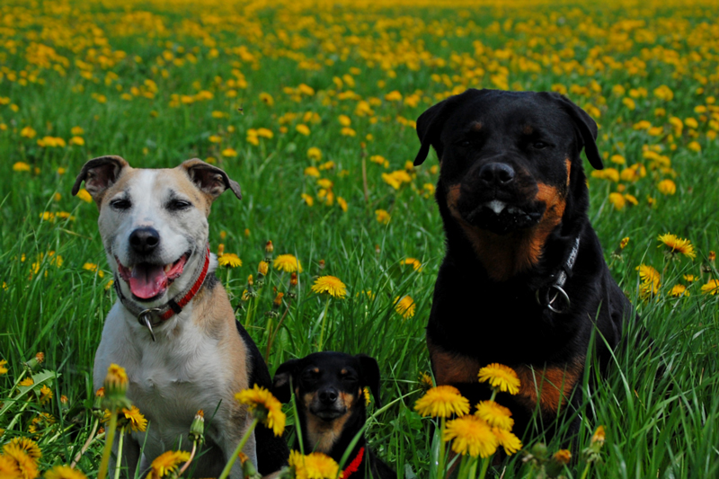 Familienfoto........ ein schwieriges Unterfangen.