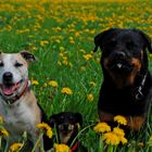 Familienfoto........ ein schwieriges Unterfangen.