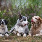 Familienfoto - Family photo