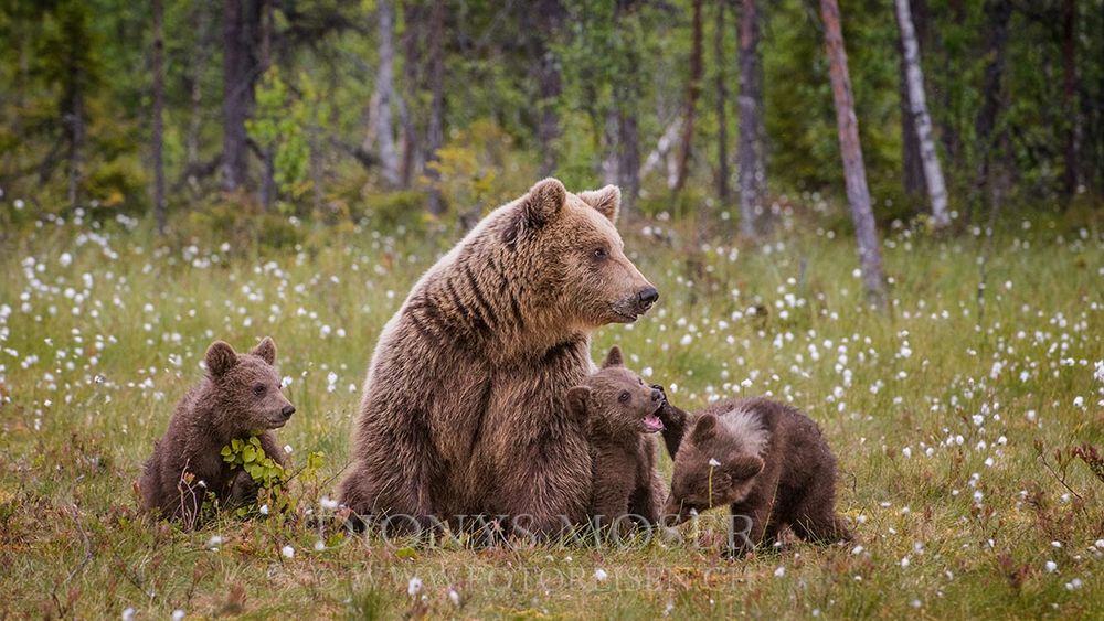 Familienfoto II