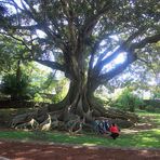 Familienfoto mit Baum