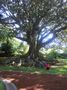 Familienfoto mit Baum von marcus rydzy 