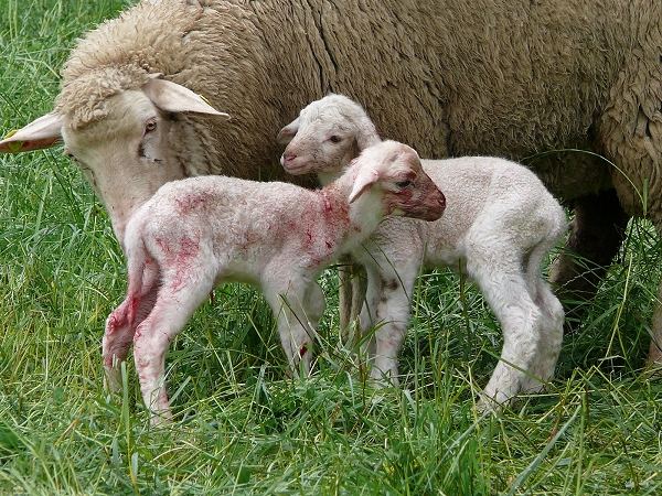 Familienfoto nach der Lamm-Geburt