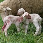 Familienfoto nach der Lamm-Geburt