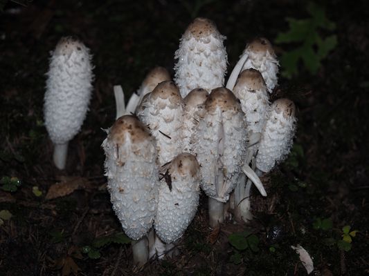 Familienfoto von Schopf-Tintlingen (Coprinus comatus) ... 
