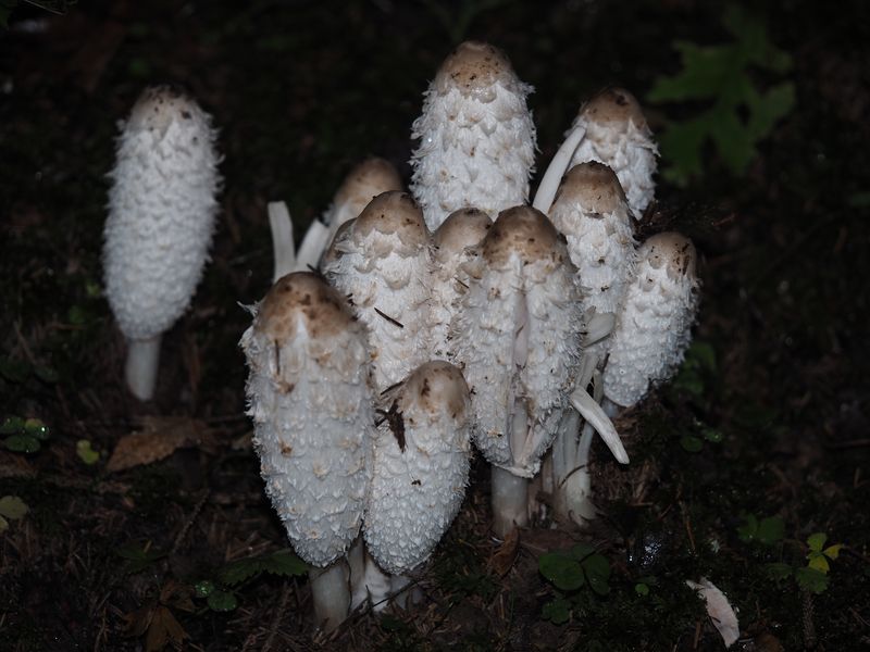 Familienfoto von Schopf-Tintlingen (Coprinus comatus) ... 