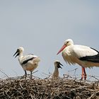 Familienfreuden