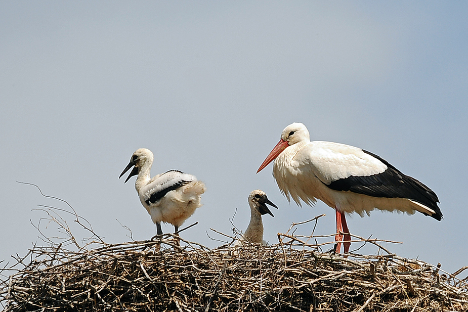 Familienfreuden