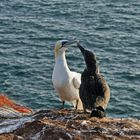 Familiengespräch auf Helgoland