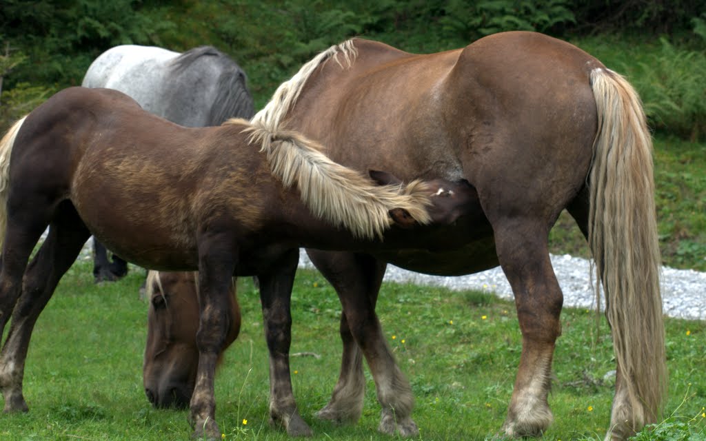 Familienglück