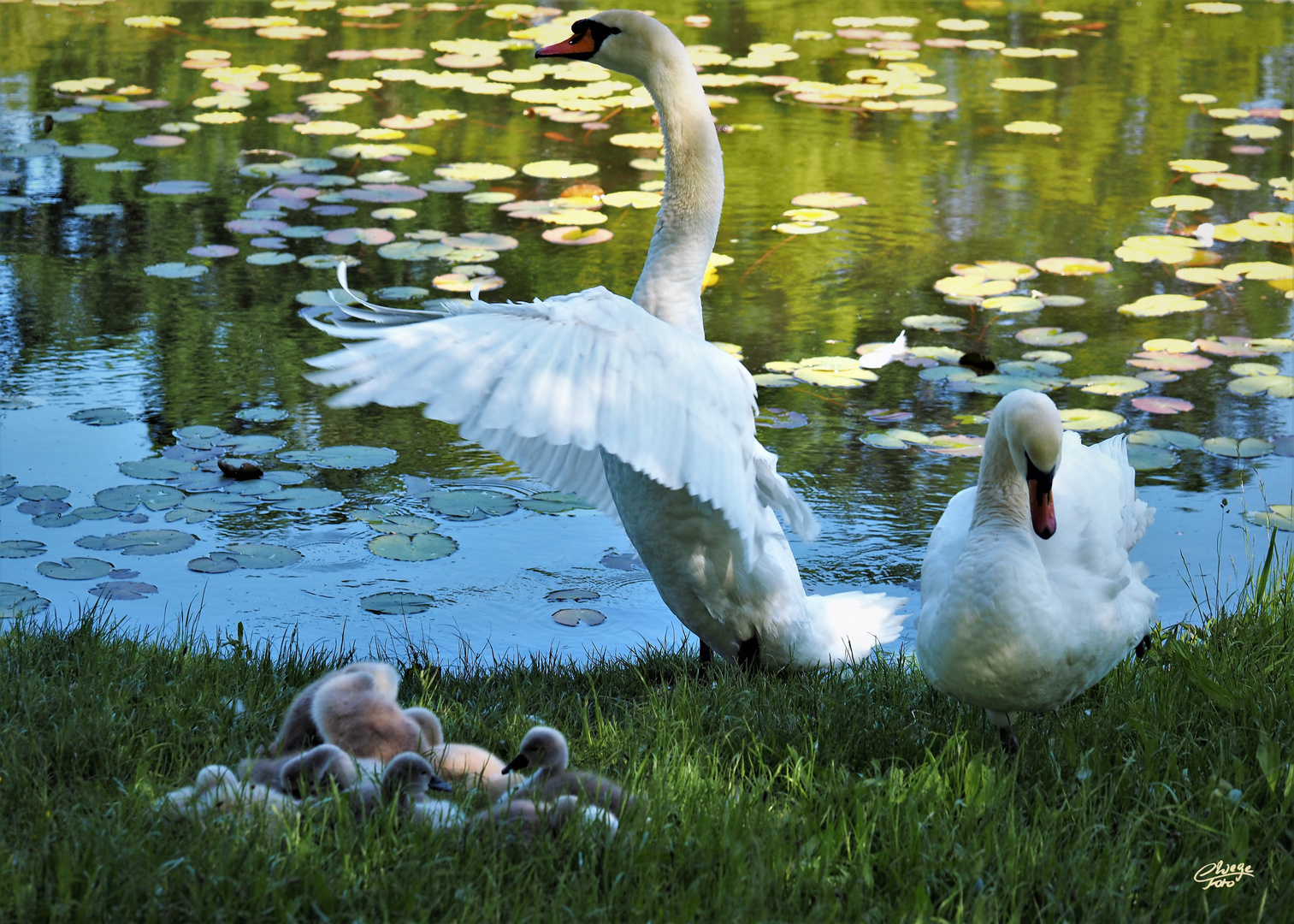 Familienglück am Schwanensee