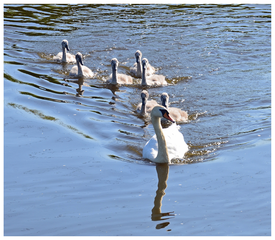 Familienglück auf der Rur (2)