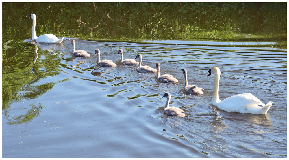 Familienglück auf der Rur (3)