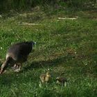 Familienglück bei den Graugänsen