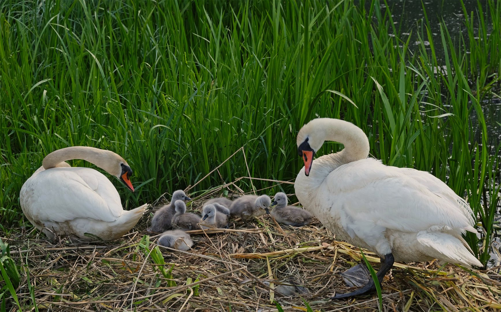 Familienglück