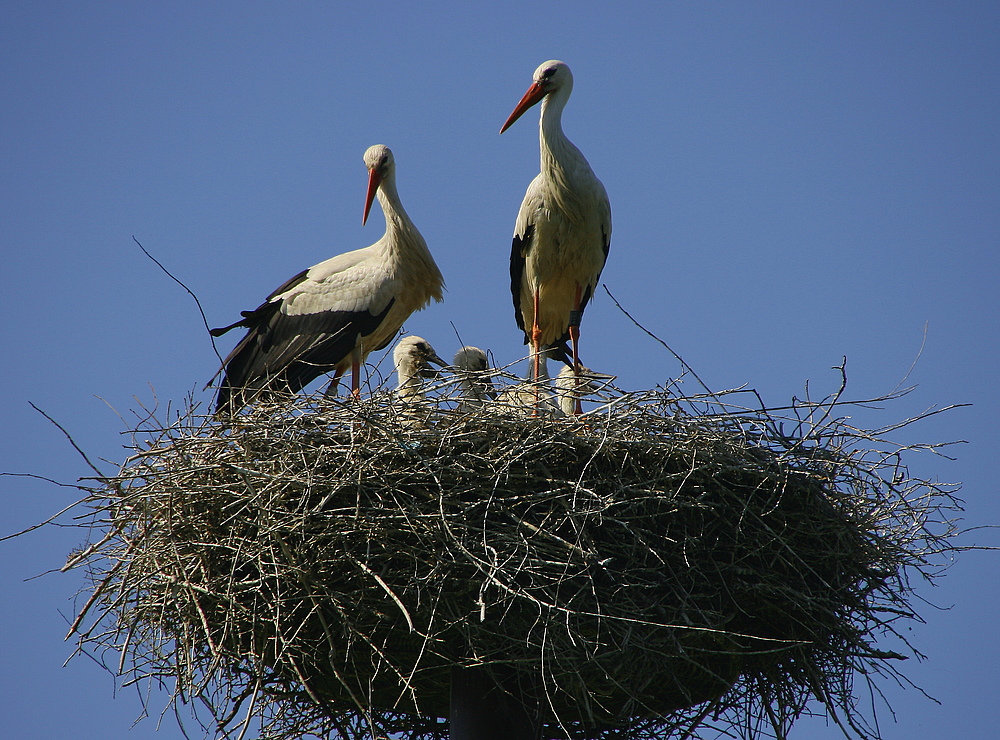 Familienglück II