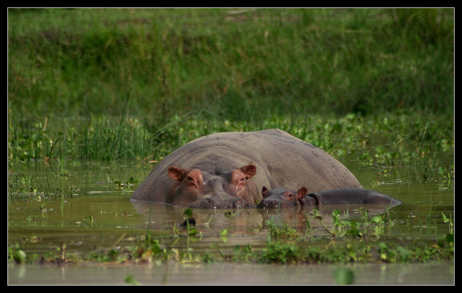 Familienglueck II, Murchison Falls NP, Uganda