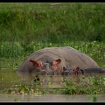 Familienglueck II, Murchison Falls NP, Uganda