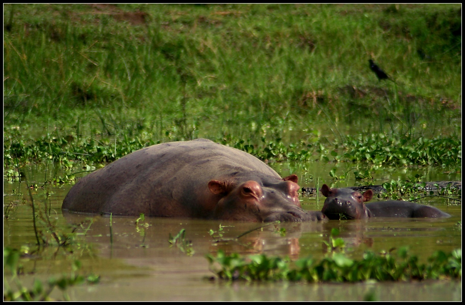 Familienglueck III, Murchison Falls NP, Uganda