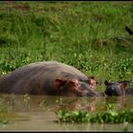 Familienglueck III, Murchison Falls NP, Uganda