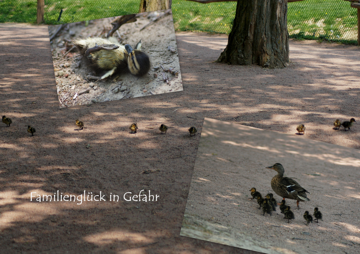 Familienglück in Gefahr