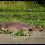 Familienglück, Murchison Falls NP, Uganda