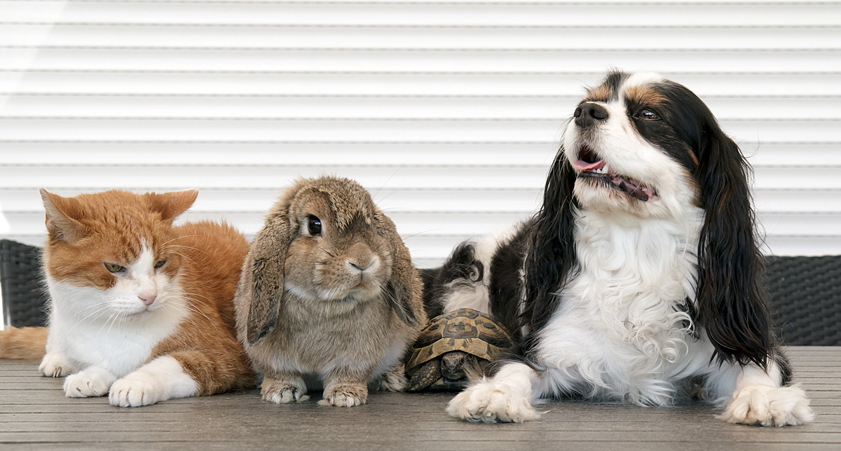 Familienhaustierfotoshooting