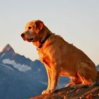 Familienhund beim Sonnenuntergang 2