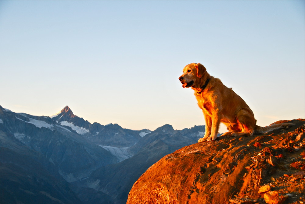 Familienhund beim Sonnenuntergang