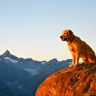 Familienhund beim Sonnenuntergang