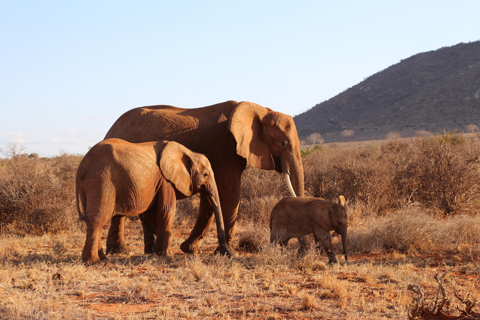 Familienidyll -  Elefanten in Tsavo east