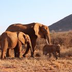 Familienidyll -  Elefanten in Tsavo east